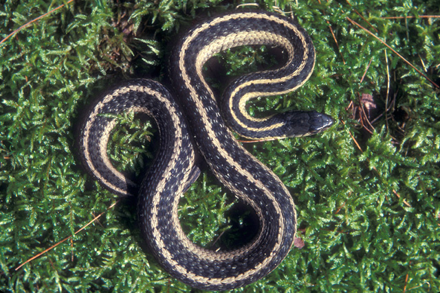 PA Snake Species: Discovering the Diverse and Fascinating Reptiles of Pennsylvania