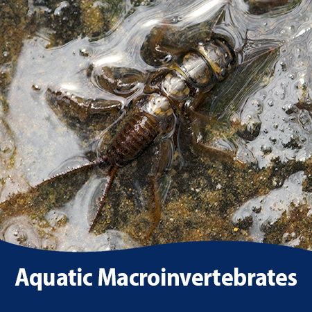 Aquatic Macroinvertebrates photos