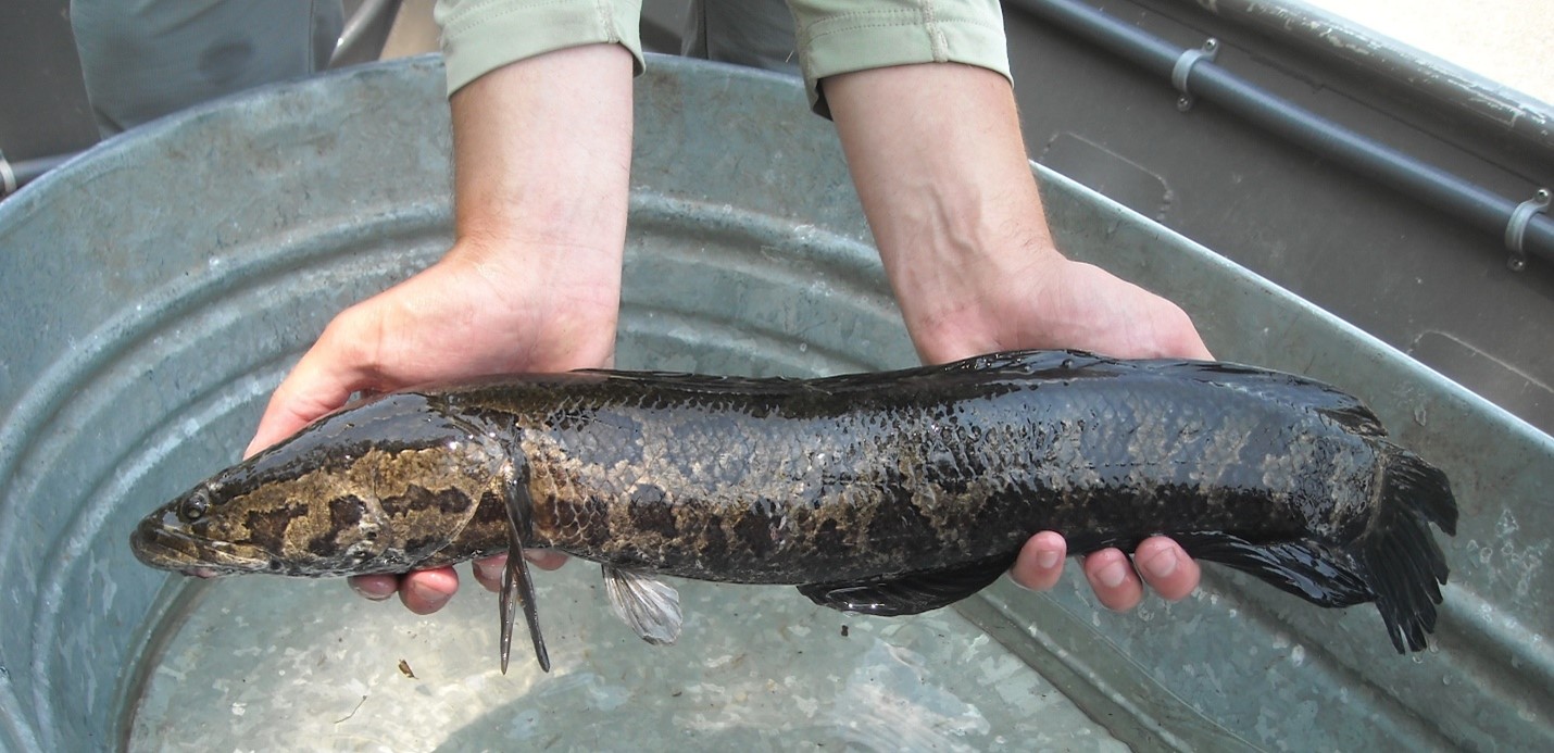 Northern Snakehead from lower Susquehanna 2020