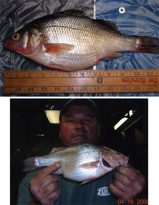 Pennsylvania State Record Fish