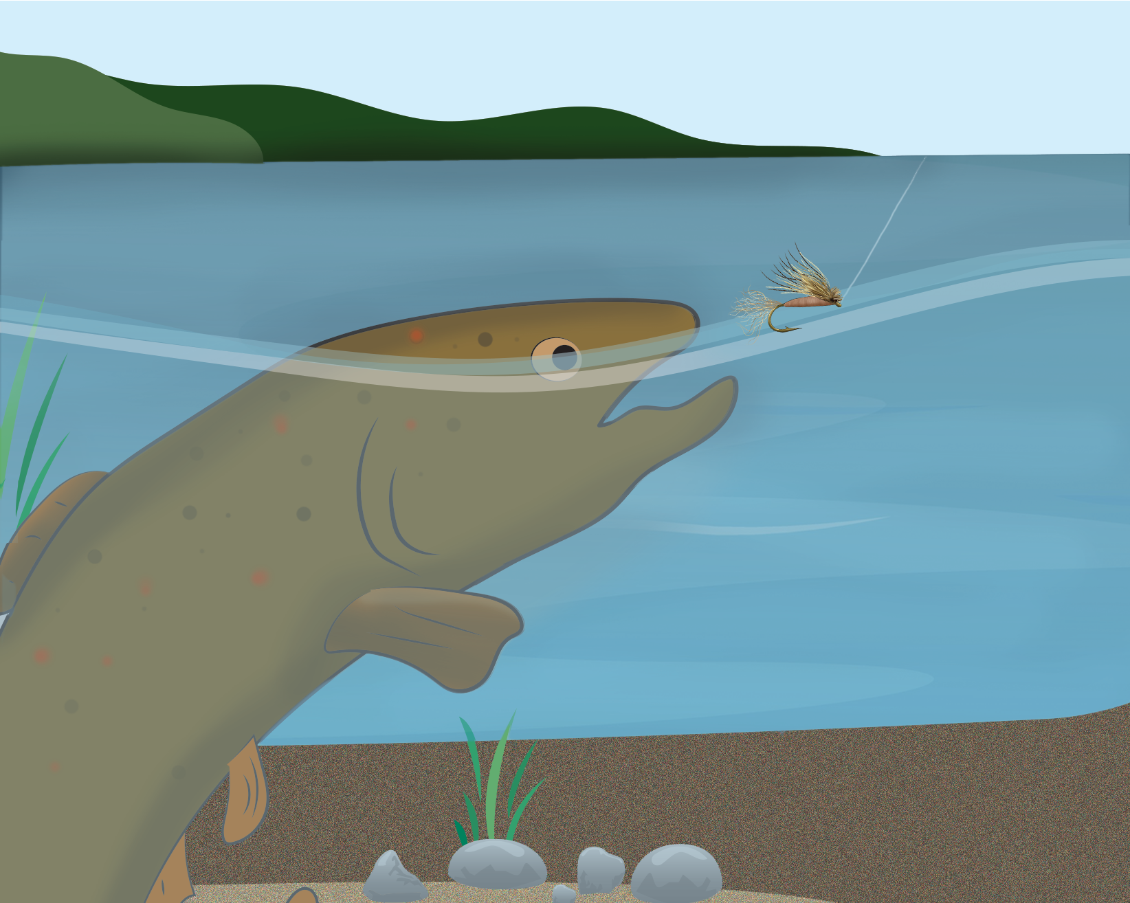 Diagram of a fish biting a dry fly underwater