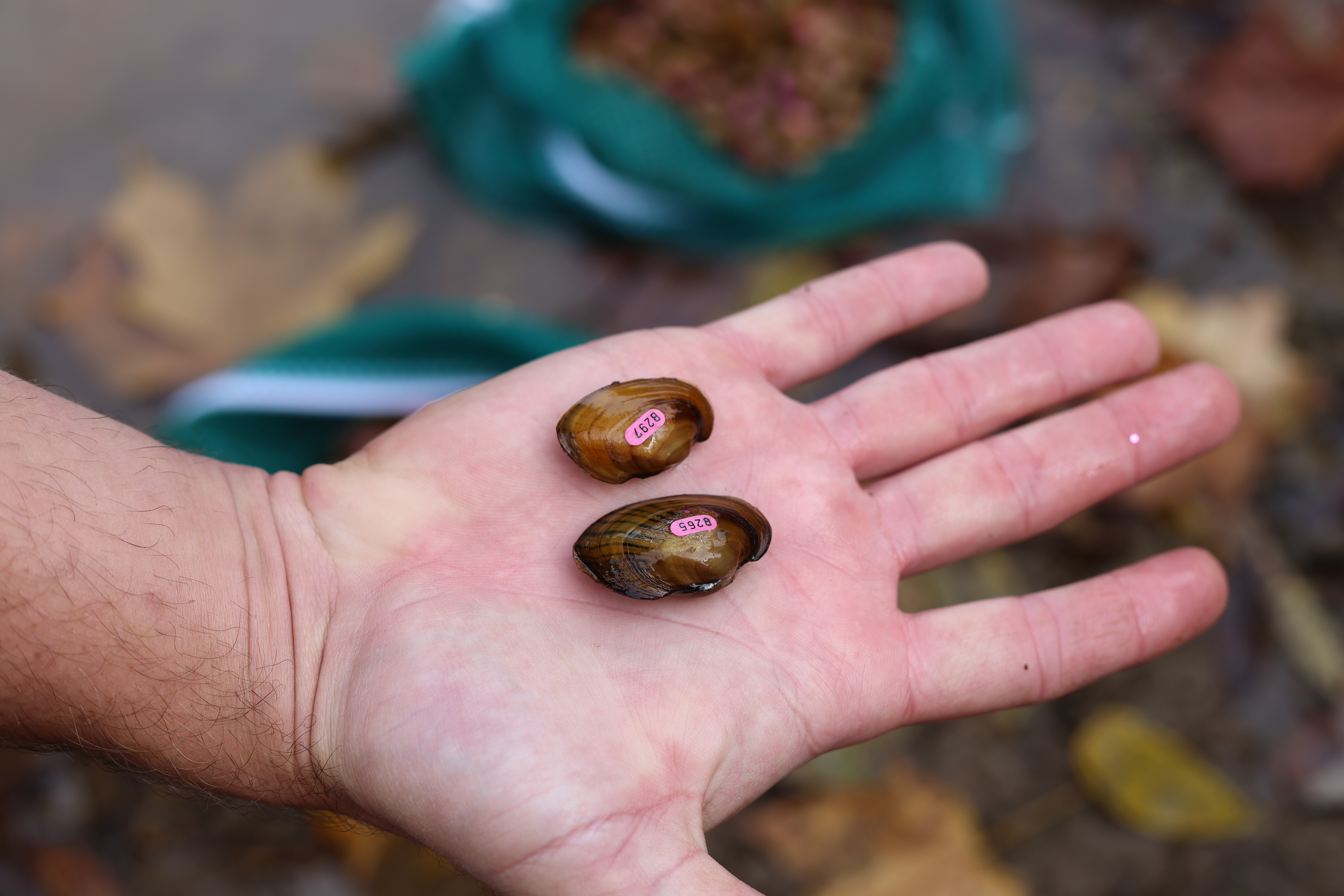 Man's hand holding two species of mussels that were raised by the Pennsylvania Fish and Boat Commission