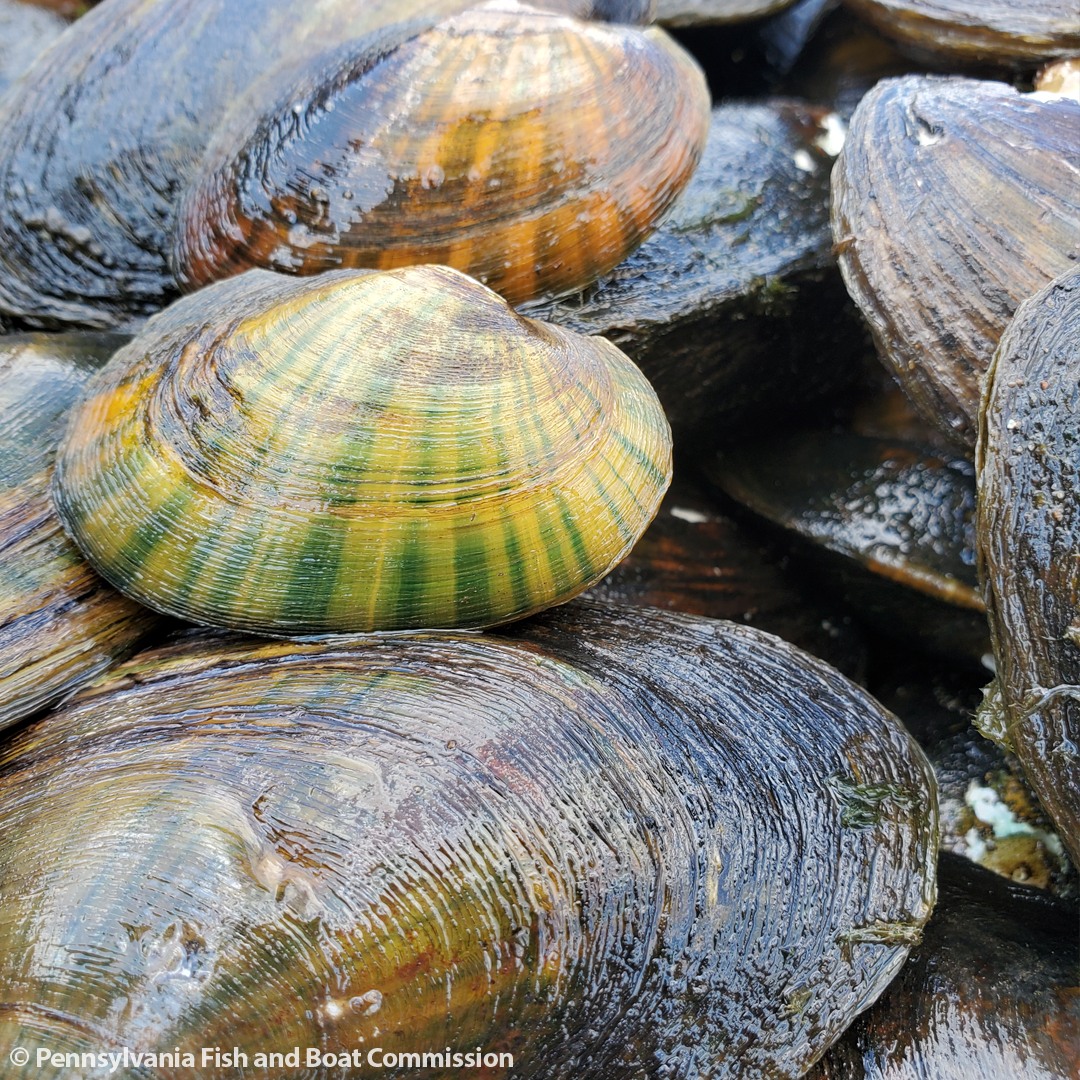 Close-up image of Eastern Lampmussels collected while sampling the West Branch Susquehanna River near Williamsport.