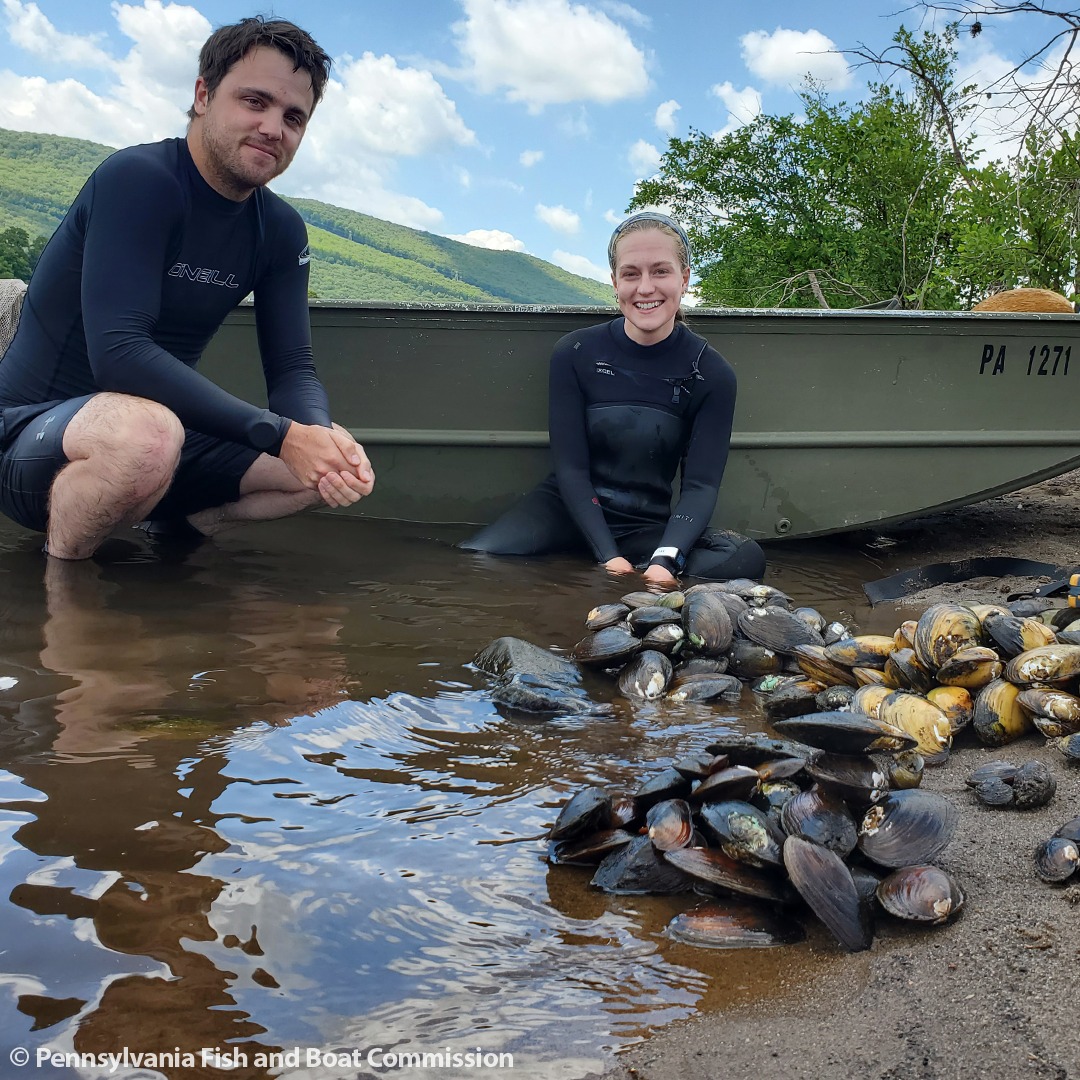 PFBC biologists pose with Eastern Lampmussels collected while sampling the West Branch Susquehanna River near Williamsport.