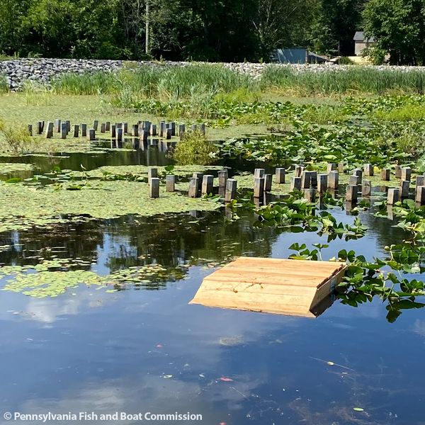 A turtle basking platform floats on a lake. Plants and other habitat structures can also be seen.